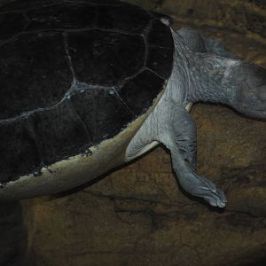Bornean River Turtle