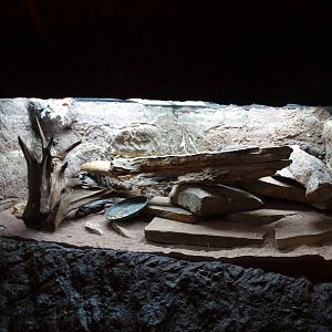 Nov. 2015 - Gator Alley - Chuckwalla Exhibit