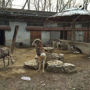 argalis of different subspecies