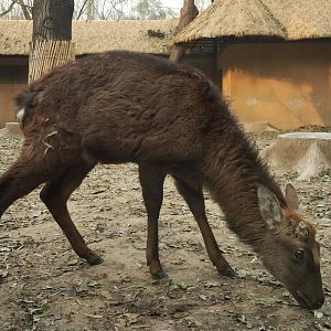 sika deer, winter coat