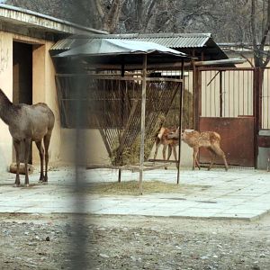 Manchurian wapiti breeding