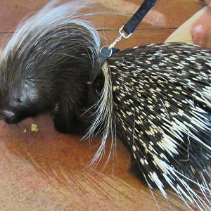 African Crested Porcupine
