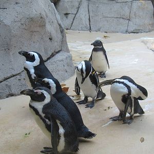 All but 1 of the Zoo's Exhibit Penguins