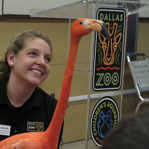 Aruba the Caribbean Flamingo