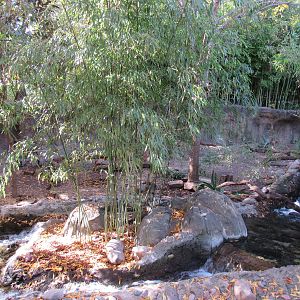 Asian Small Clawed Otter Habitat