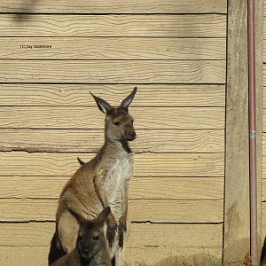 Bennett's Wallaby and Western Gray Kangaroo