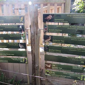 Birds in Forest Aviary