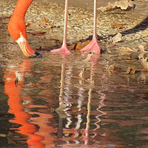 Caribbean Flamingo