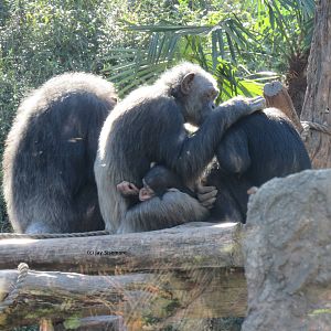 Ramona and Little Mshindi, and 2 Others