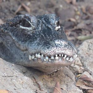 Chinese Alligator