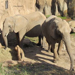 Congo and Kamba? I think