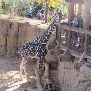 Dominant Reticulated Giraffe
