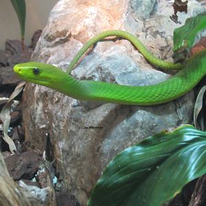 Eastern Green Mamba