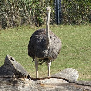 Female Ostrich