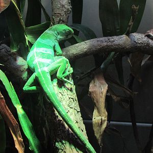 Fiji Banded Iguana