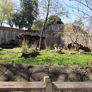 Giant Anteater Habitat