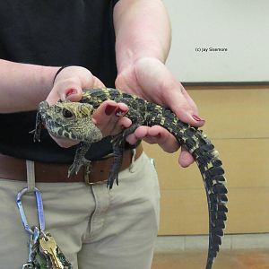 Gimley, Juvenile West African Dwarf Crocodile
