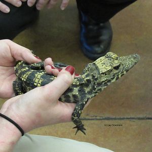 Gimley, Juvenile West African Dwarf Crocodile