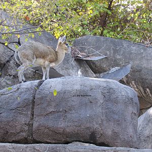 Klipspringer