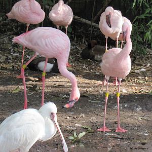 Lesser Flamingos and African Spoonbill