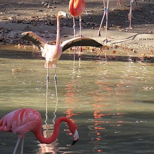 Lesser Flamingo Displaying and Caribbean Flamingos