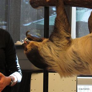 Lola the Sloth Grabs Some Food