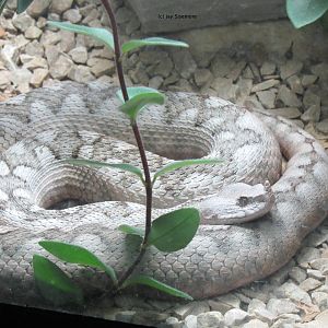 Long Nosed Viper