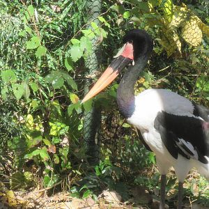 Male Saddle-Billed Stork
