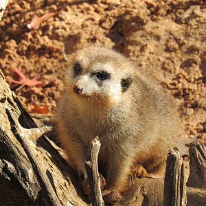 Meerkat on Gorilla Trail