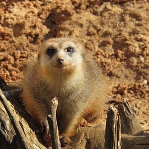 Meerkat on Gorilla Trail