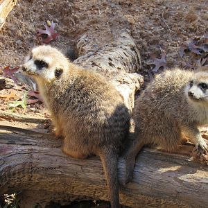 Meerkats on Gorilla Trail