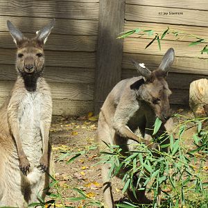 New Kangaroos from Brownsville