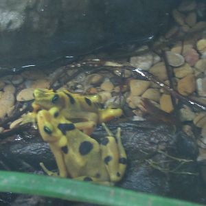 Panamanian Golden Frogs