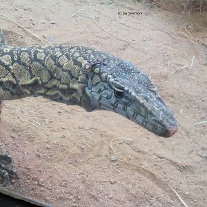 Perentie Monitor