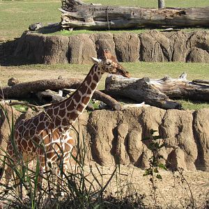 Reticulated Giraffe