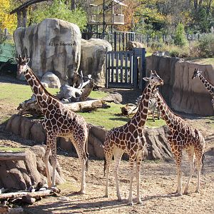 Reticulated Giraffes, a Grant's Zebra, and an African Elephant.