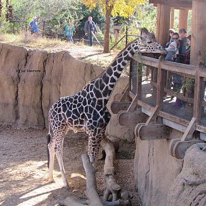 Reticulated Giraffe