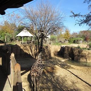 Reticulated Giraffe Scratching its Head on Odd Enrichment Object.