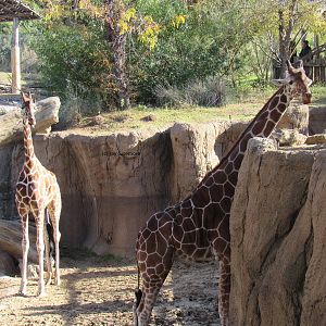Reticulated Giraffes