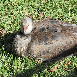 Southern Screamer