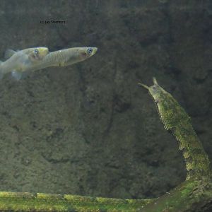 Tentacled Snake and Fish ID.
