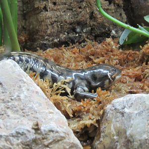 Tiger Salamander