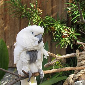 Topper the Cockatoo
