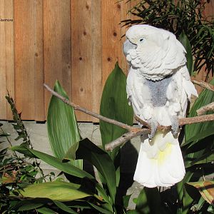 Topper the Cockatoo