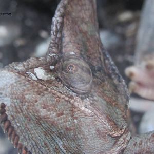 Veiled Chameleon Close Up