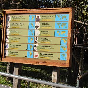 Species of the Flamingo Pond