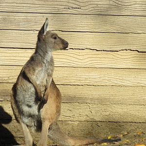 Western Gray Kangaroo