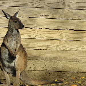 Western Gray Kangaroo