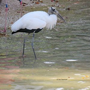 Wood Stork in Flamingo Pond
