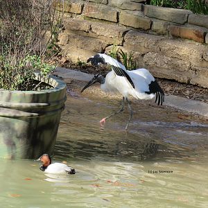 Wood Stork in Flamingo Pond, On The Move